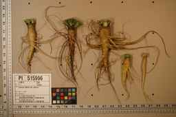 PI_515996_94ncai01_SD_RT_XX_2009-07-29_01.jpg