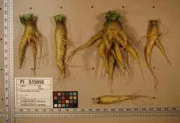 PI_515996_94ncai01_SD_RT_XX_2009-07-29_02.jpg
