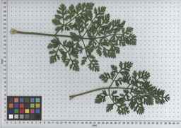PI_515997_94ncai01_SD_PL_LV_2009-07-15_02.jpg