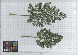 PI_515997_94ncai01_SD_PL_LV_2009-07-15_03.jpg