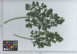 PI_515997_94ncai01_SD_PL_LV_2009-07-15_05.jpg
