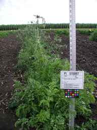 PI_515997_94ncai01_SD_PL_XX_2009-07-27_02.jpg