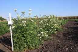 PI_515997_94ncai01_SD_PL_XX_2009-09-03_01.jpg