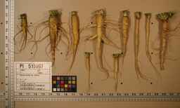 PI_515997_94ncai01_SD_RT_XX_2009-07-29_02.jpg