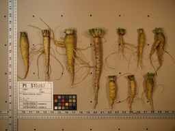 PI_515997_94ncai01_SD_RT_XX_2009-07-29_03.jpg