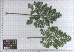PI_515998_97ncei01_SD_PL_LV_2009-07-16_01.jpg