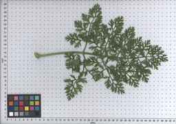 PI_515998_97ncei01_SD_PL_LV_2009-07-16_04.jpg