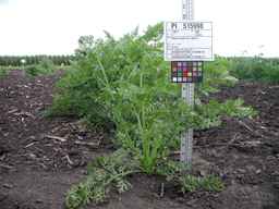 PI_515998_97ncei01_SD_PL_XX_2009-07-27_02.jpg