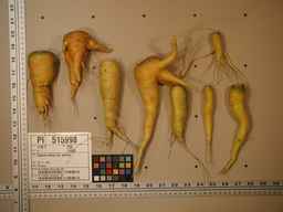 PI_515998_97ncei01_SD_RT_XX_2009-08-11_01.jpg