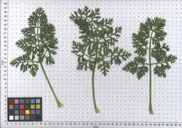 PI_515999_97ncei01_SD_PL_LV_2009-07-15_01.jpg