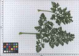 PI_515999_97ncei01_SD_PL_LV_2009-07-15_03.jpg
