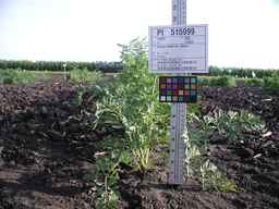 PI_515999_97ncei01_SD_PL_XX_2009-07-28_01.jpg