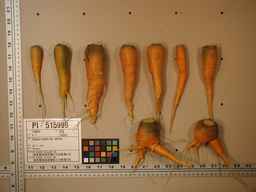 PI_515999_97ncei01_SD_RT_XX_2009-08-11_01.jpg