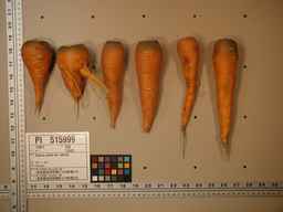 PI_515999_97ncei01_SD_RT_XX_2009-08-11_02.jpg