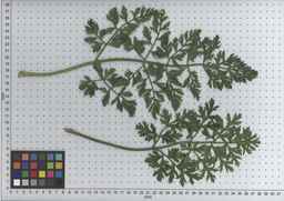 PI_516000_96ncab01_SD_PL_LV_2009-07-15_03.jpg