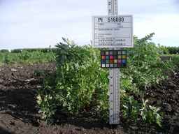 PI_516000_96ncab01_SD_PL_XX_2009-07-28_01.jpg
