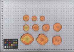 PI_516000_96ncab01_SD_RT_TS_2009-08-12_01.jpg