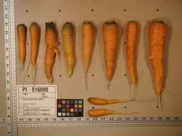 PI_516000_96ncab01_SD_RT_XX_2009-08-11_03.jpg