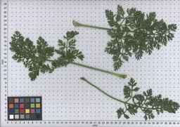 PI_516001_91ncai01_SD_PL_LV_2009-07-16_01.jpg