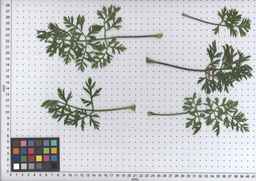 PI_516001_91ncai01_SD_PL_LV_2009-07-16_04.jpg