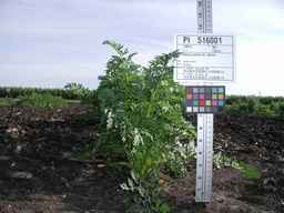 PI_516001_91ncai01_SD_PL_XX_2009-07-28_01.jpg