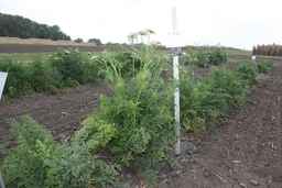PI_516001_91ncai01_SD_PL_XX_2009-09-11_02.jpg