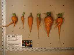 PI_516001_91ncai01_SD_RT_XX_2009-08-12_01.jpg
