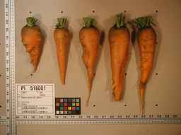 PI_516001_91ncai01_SD_RT_XX_2009-08-12_02.jpg
