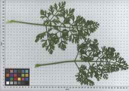 PI_632385_02ncei51_SD_PL_LV_2009-07-14_03.jpg