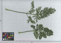 PI_632385_02ncei51_SD_PL_LV_2009-07-14_04.jpg