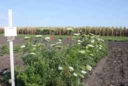 PI_632385_02ncei51_SD_PL_XX_2009-09-03_01.jpg