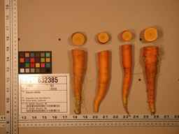 PI_632385_02ncei51_SD_RT_TS_2008-08-01_01.jpg