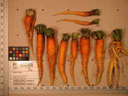 PI_632385_02ncei51_SD_RT_XX_2008-08-01_01.jpg