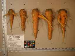 PI_632385_02ncei51_SD_RT_XX_2009-08-11_02.jpg