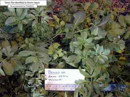 PI_649252_99ncao01_SD_PL_FL_2001-02-06_01.jpg