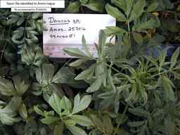 PI_649252_99ncao01_SD_PL_FL_2001-02-06_02.jpg