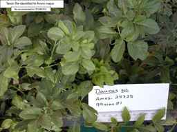 PI_649253_99ncao01_SD_PL_FL_2001-02-06_01.jpg