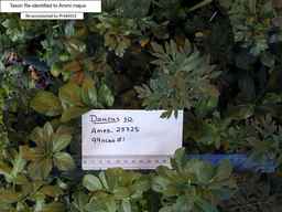 PI_649253_99ncao01_SD_PL_FL_2001-02-06_02.jpg