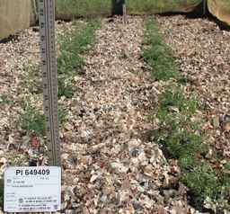 PI_649409_99ncao01_SD.JPG