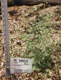 PI_649410_02ncai01_SD.JPG