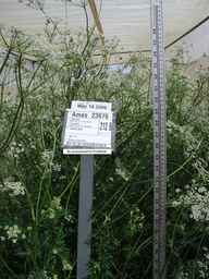 PI_649438_97ncao01_SD_PL_FL_2006-05-18_01.jpg