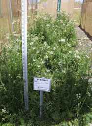 PI_649441_02ncai01_SD.JPG