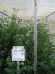 PI_649443_98ncao01_SD_PL_FL_2006-05-18_01.jpg