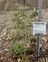 PI_649445_03ncai01_SD_03.JPG