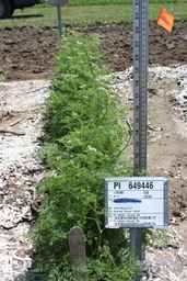 PI_649446_02ncai01_SD_PL_FL_2010-06-24_01.jpg