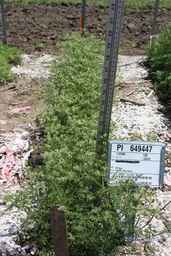 PI_649447_00ncai01_SD_PL_FL_2010-06-24_01.jpg