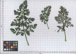 PI_652160_97ncei01_SD_PL_LV_2008-07-18_02.jpg