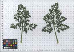 PI_652160_97ncei01_SD_PL_LV_2008-07-18_04.jpg