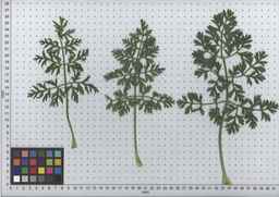 PI_652160_97ncei01_SD_PL_LV_2009-07-15_02.jpg
