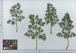 PI_652160_97ncei01_SD_PL_LV_2009-07-15_03.jpg
